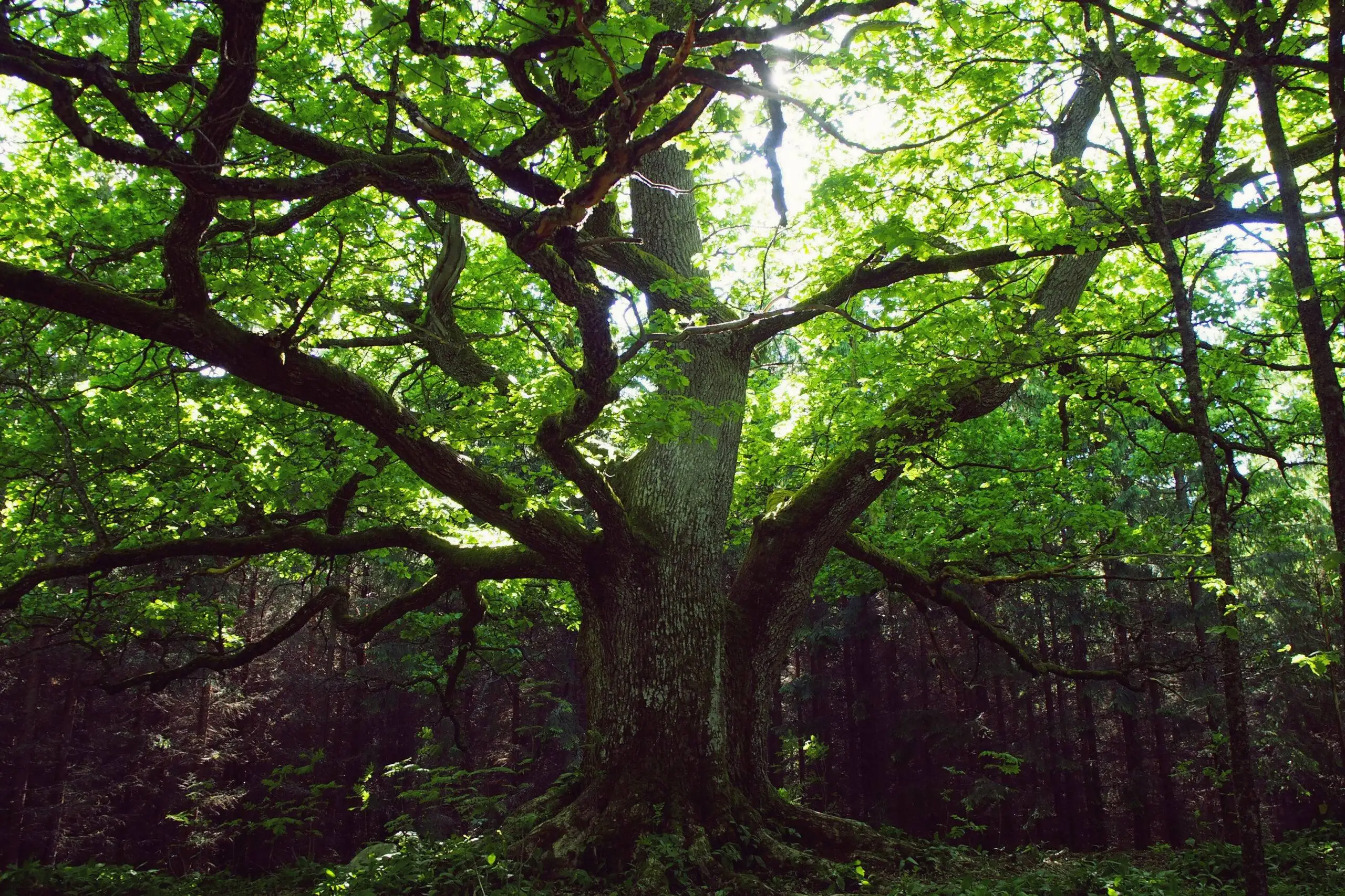 川越メンズエステ 大人のNEVERLAND｜隠れ家リラクゼーションサロン