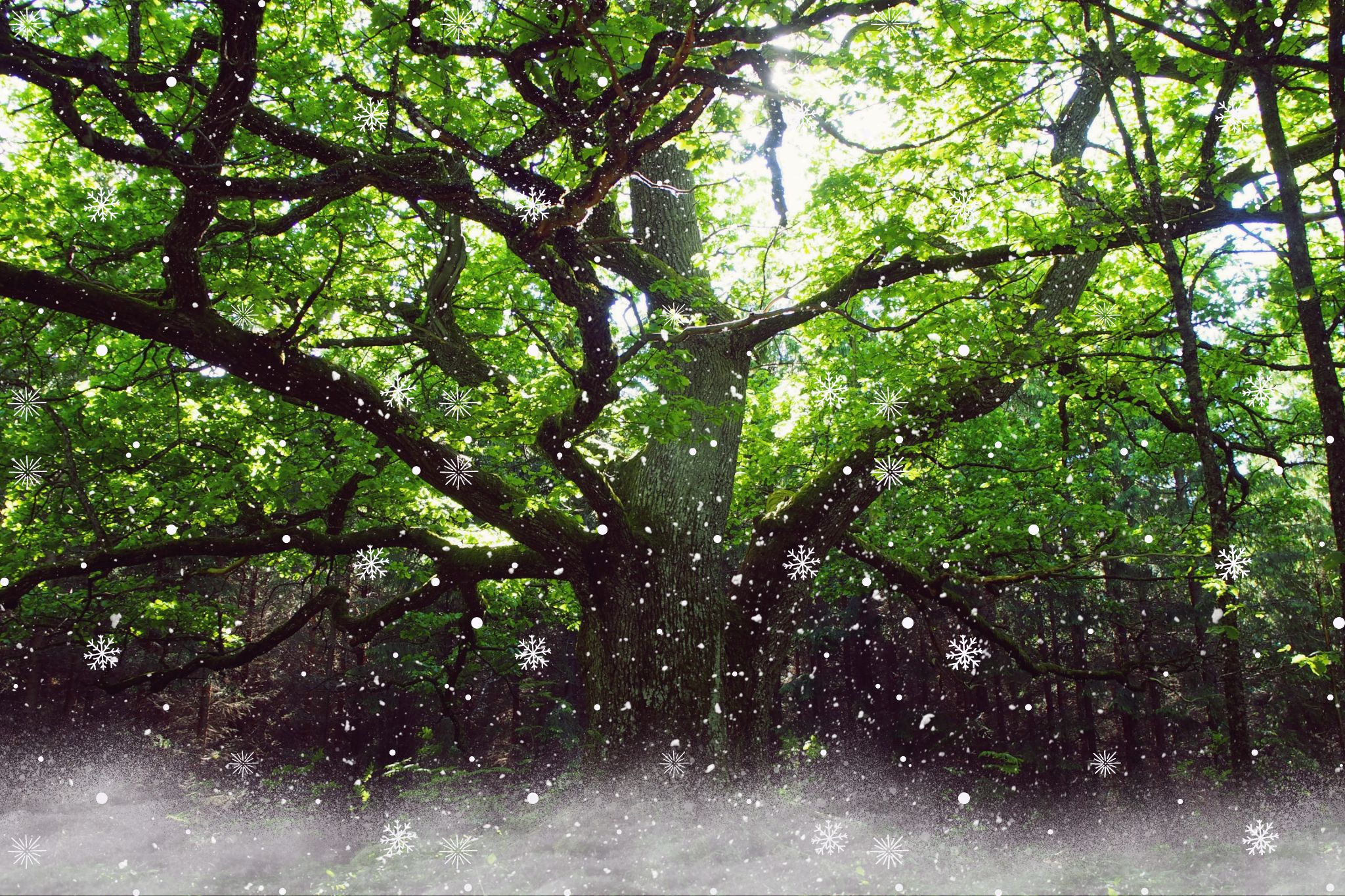 川越メンズエステ 大人のNEVERLAND｜隠れ家リラクゼーションサロン